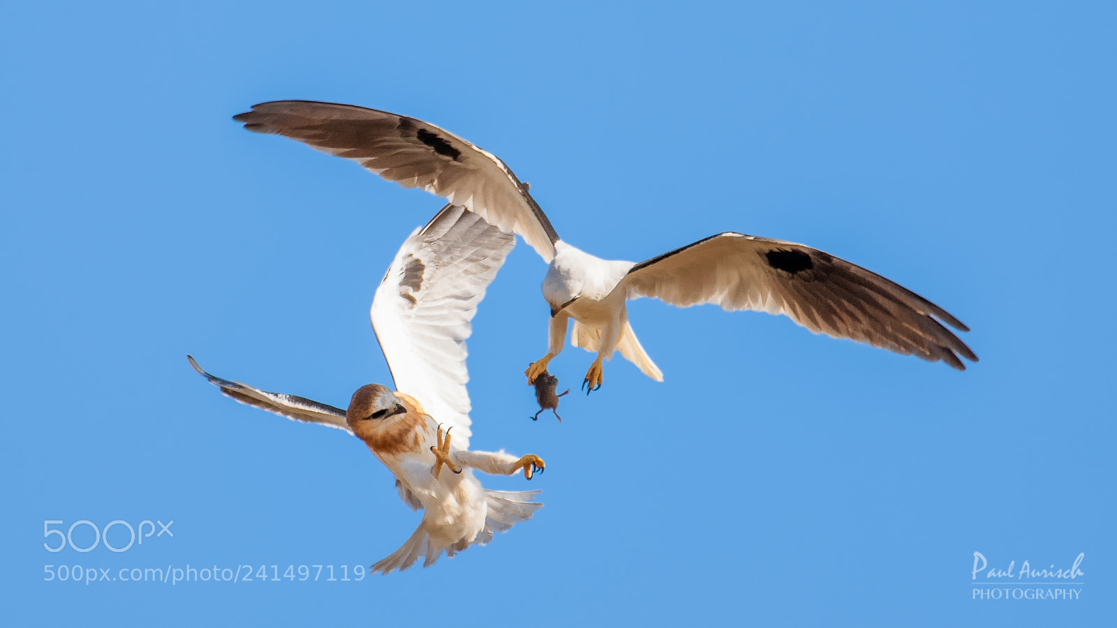 Nikon D500 sample photo. Black-shouldered kite photography