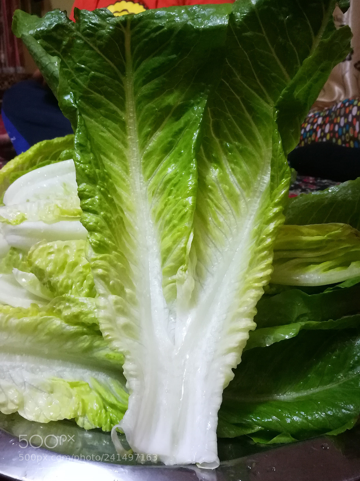 HUAWEI honor 6x sample photo. Double leaf of lettuce photography