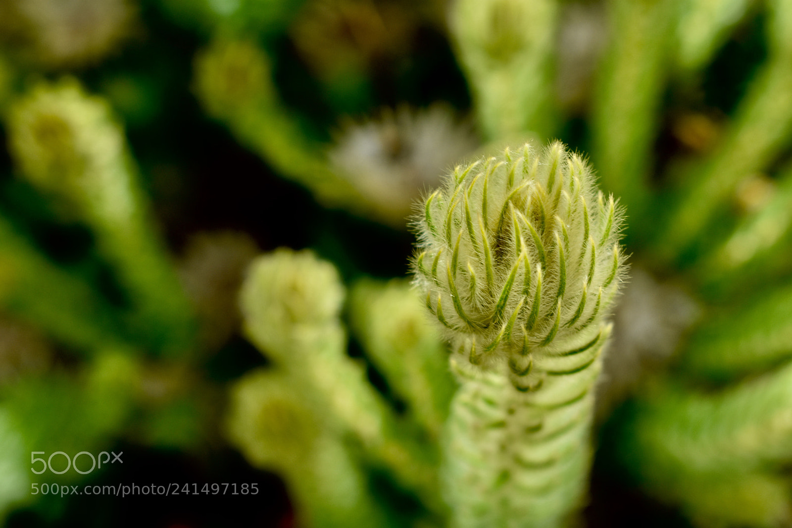Nikon D3400 sample photo. Plant on the waiheke photography