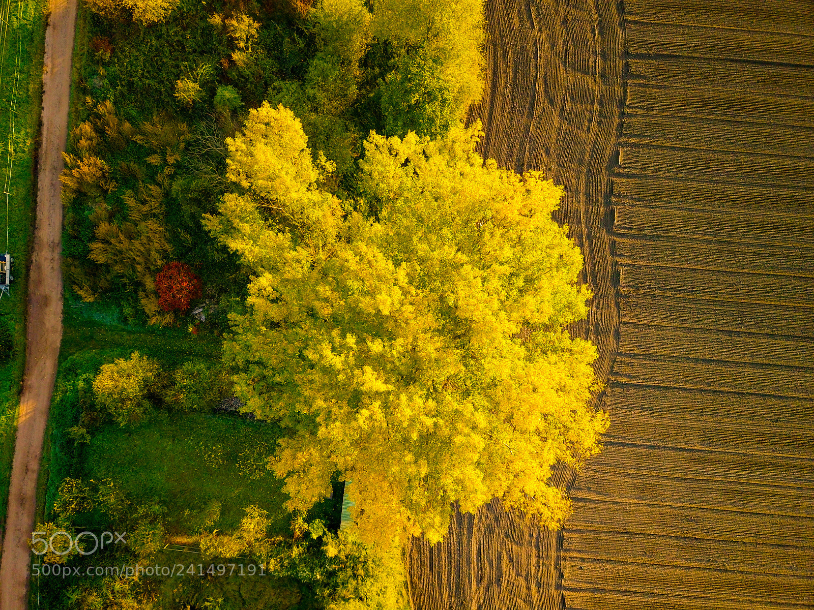 DJI FC220 sample photo. Autumn tree photography