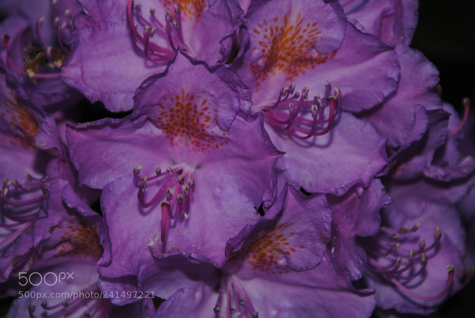 Nikon D3000 sample photo. Flower photography