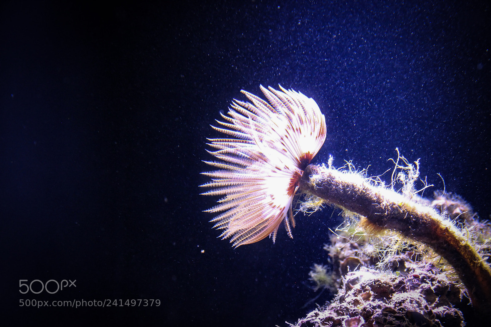 Canon EOS 600D (Rebel EOS T3i / EOS Kiss X5) sample photo. Anemone photography