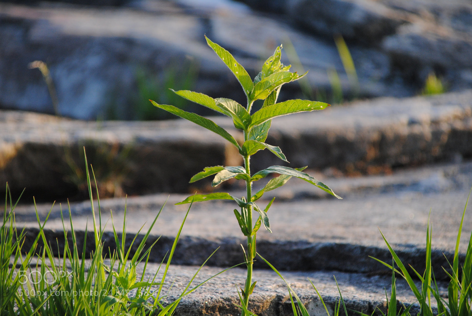 Nikon D3000 sample photo. Untitled photography