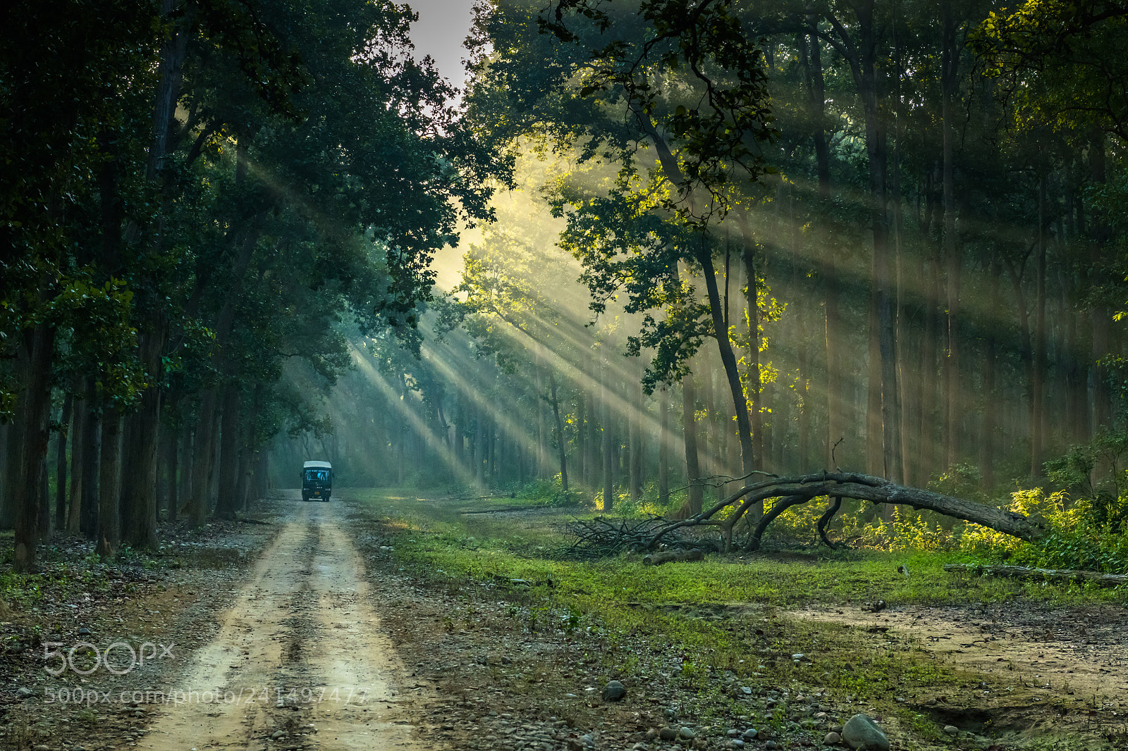 Nikon D850 sample photo. God beams in jim photography