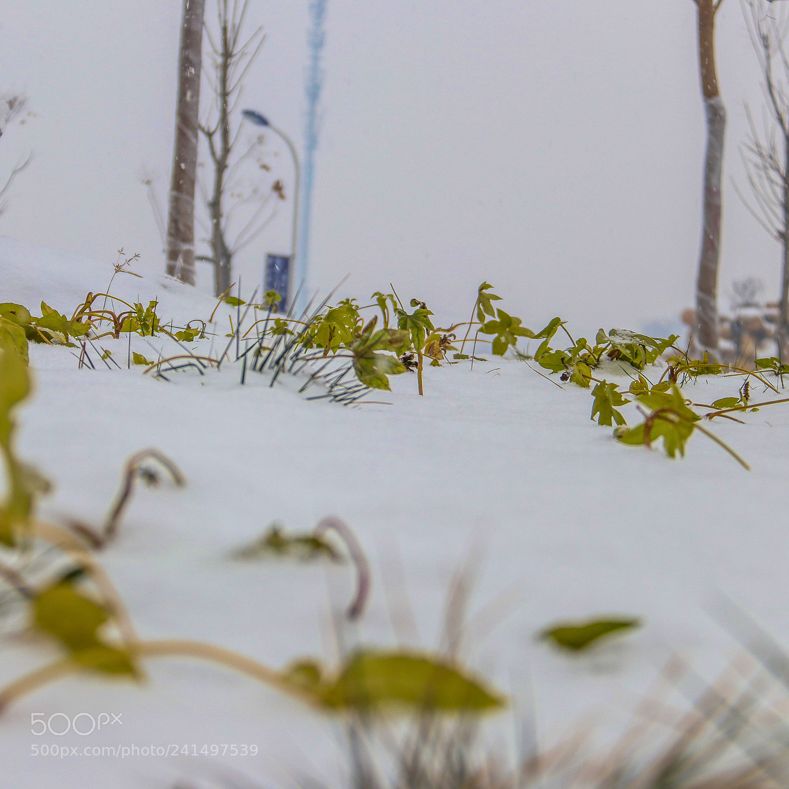 Canon EOS 80D sample photo. 冰雪中的绿色植物 photography