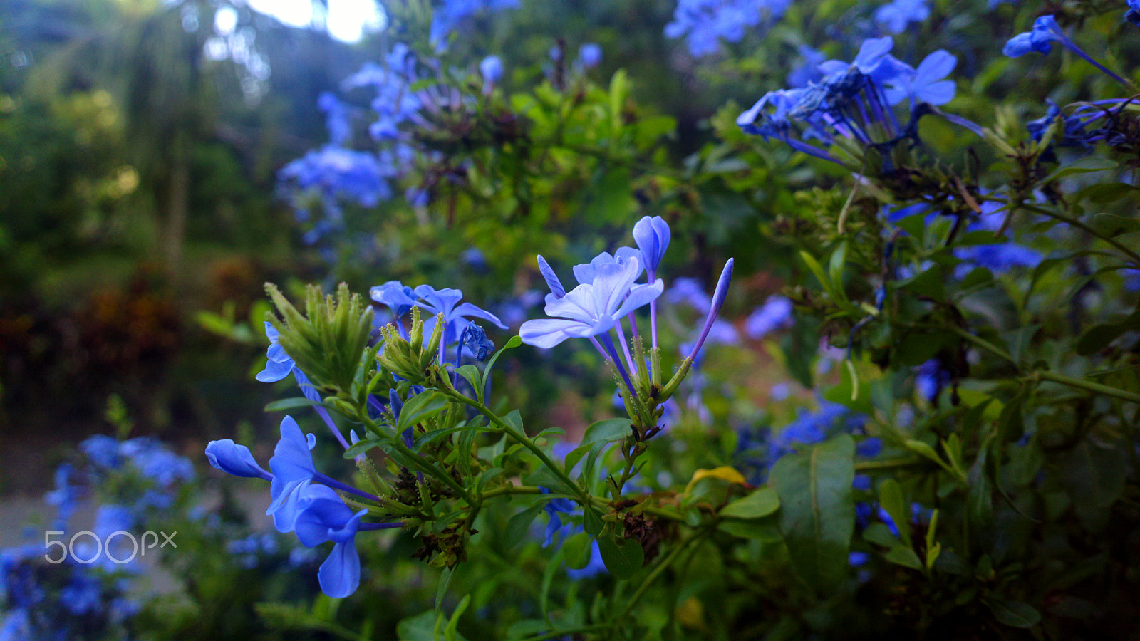Nokia 808 PureView sample photo. Gumamela photography