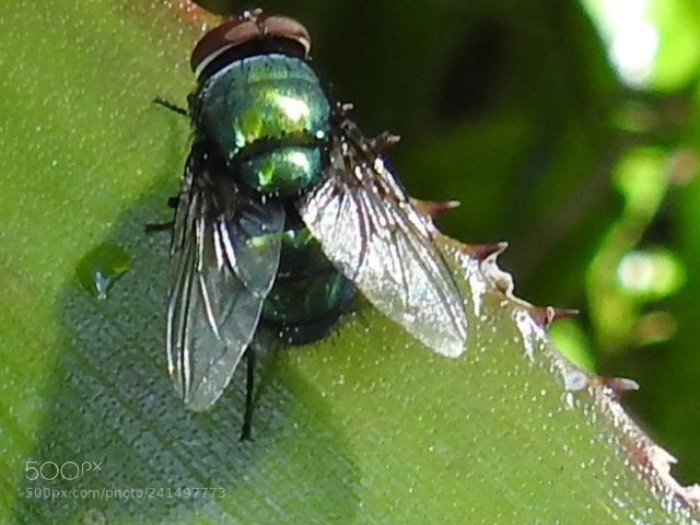 Nikon Coolpix P900 sample photo. Fly photography
