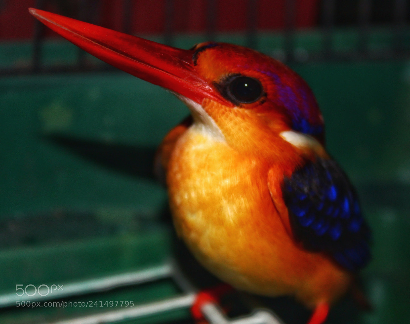 Canon EOS 1300D (EOS Rebel T6 / EOS Kiss X80) sample photo. Little bird photography