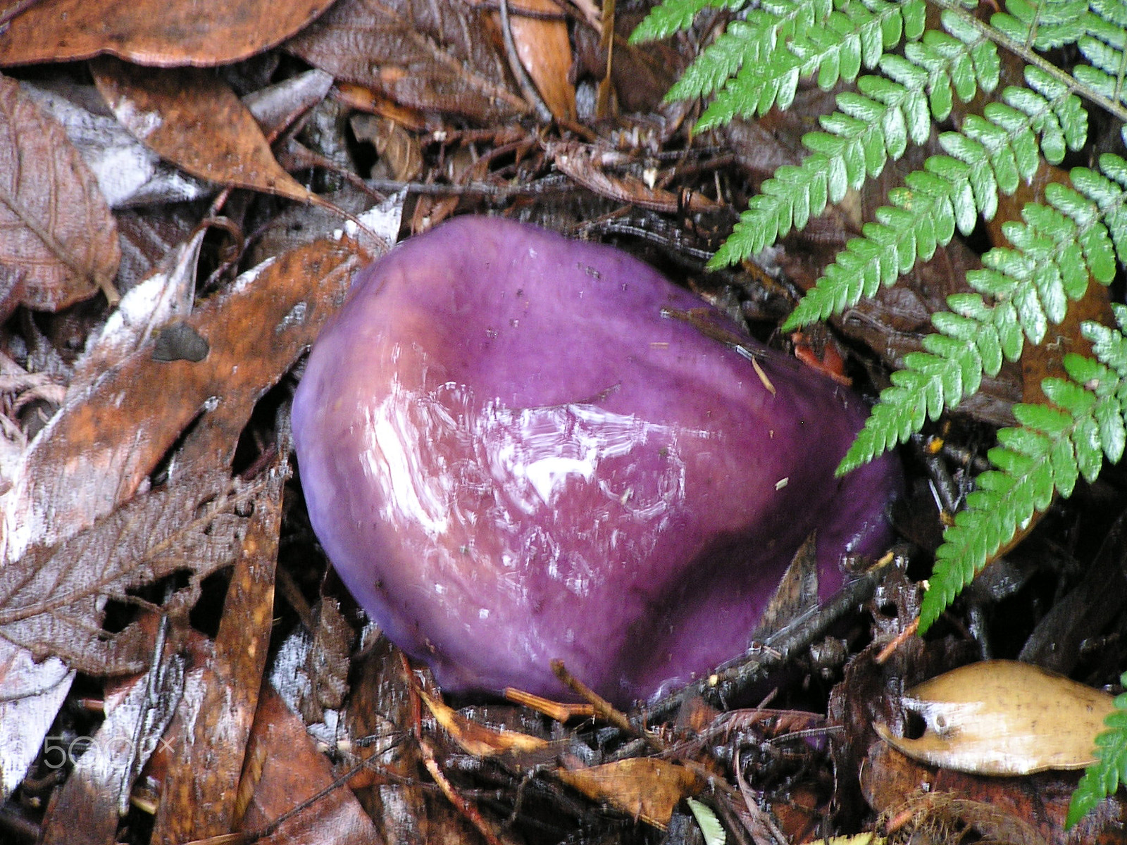 Olympus C740UZ sample photo. Purple toadstool photography