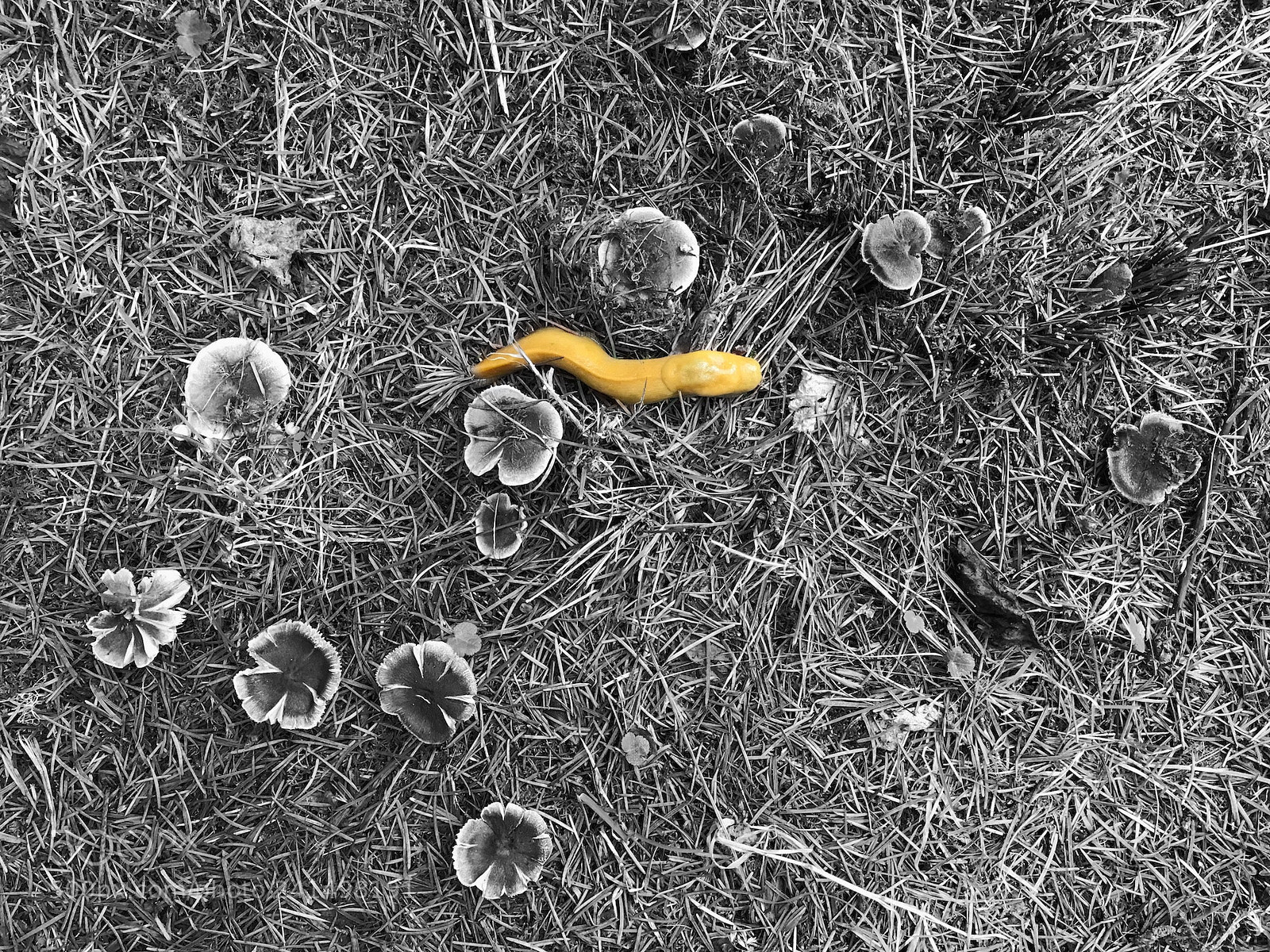 Apple iPhone 7 Plus sample photo. Banana slug with mushrooms photography