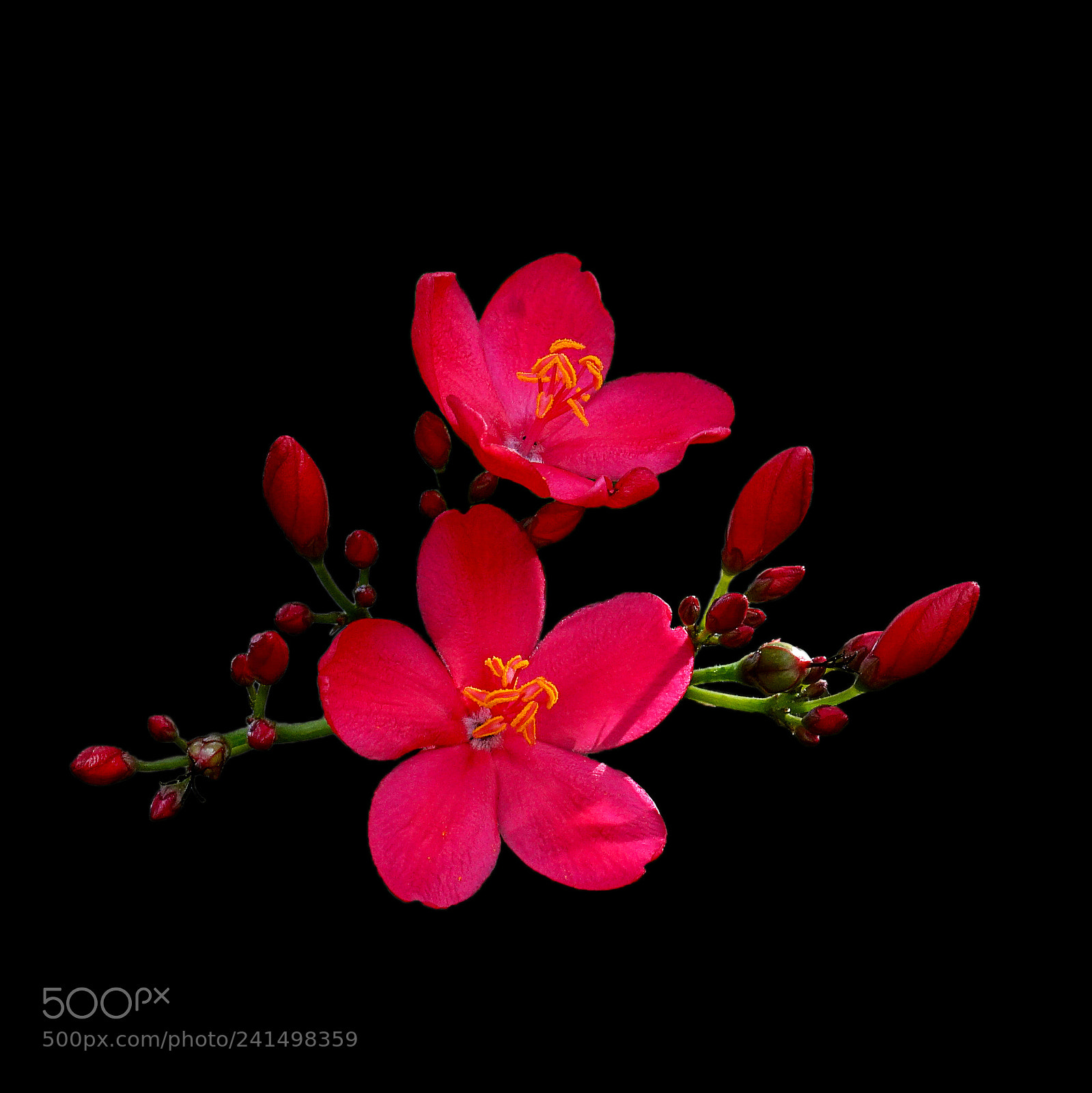 Sony a7 II sample photo. 琴叶珊瑚花（塞班岛上花） photography