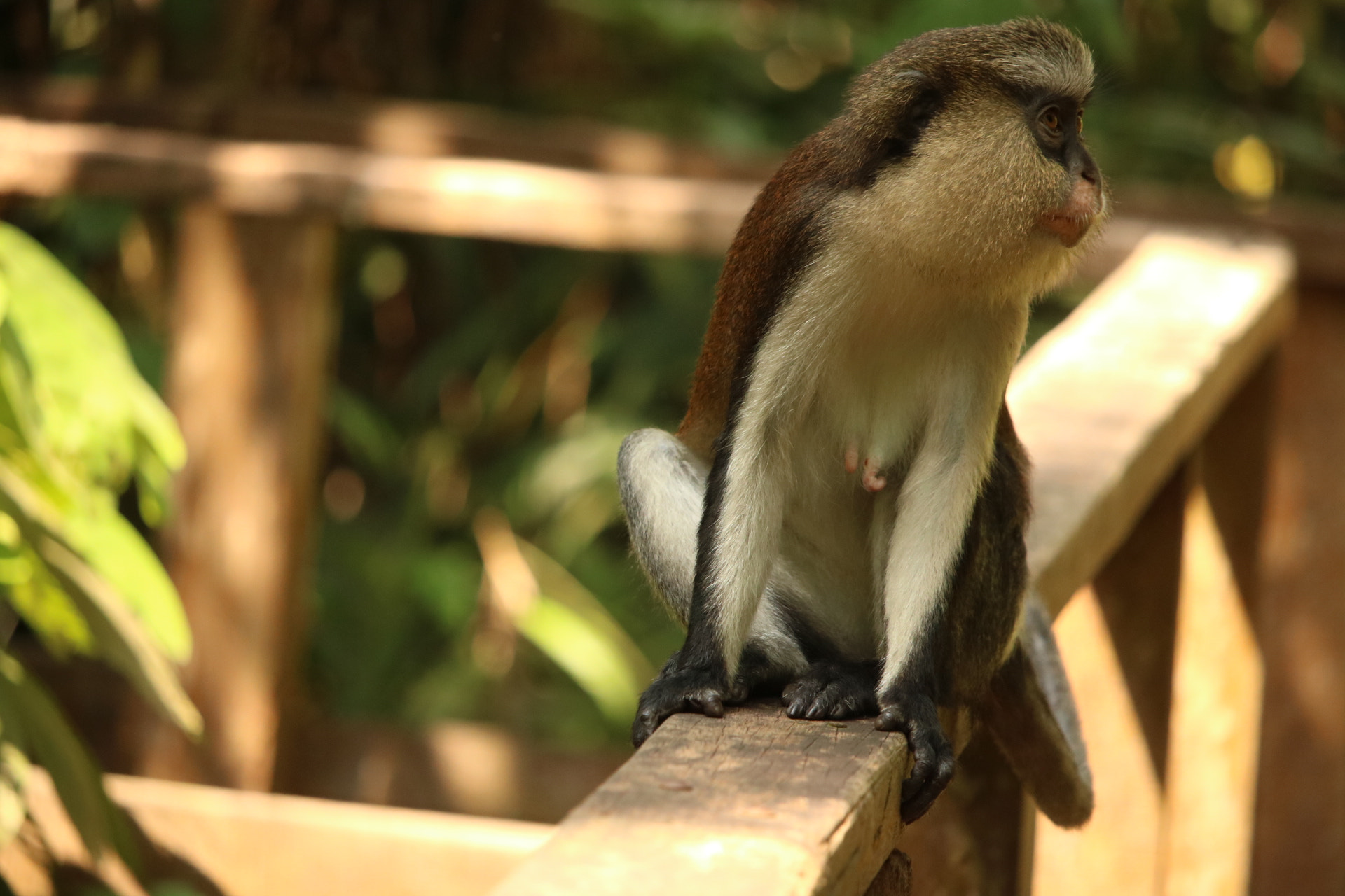 Canon EF-S 55-250mm F4-5.6 IS STM sample photo. West african monkey specie. photography