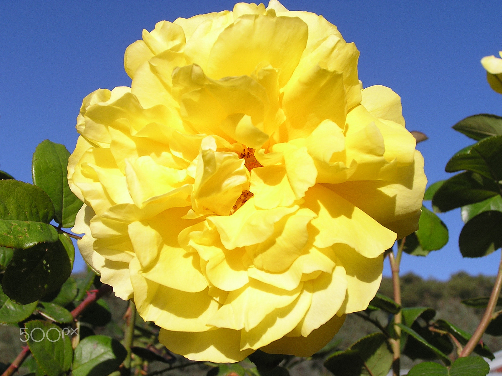 Olympus C740UZ sample photo. Gina lollobrigida rose photography