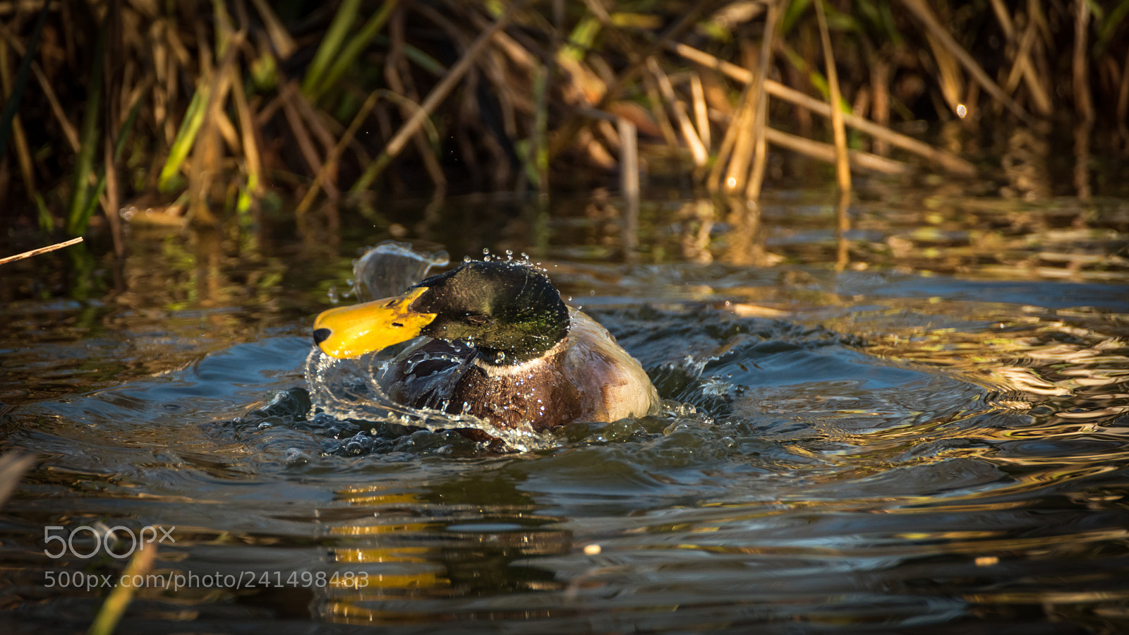 Nikon D810 sample photo. Taking a bath #1 photography