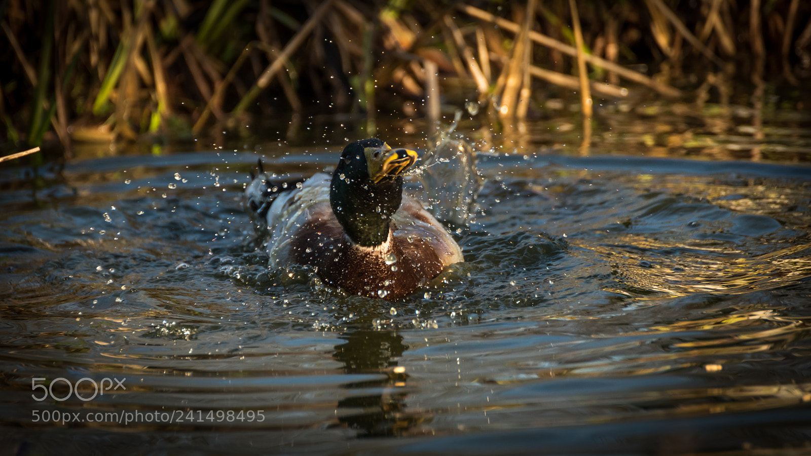 Nikon D810 sample photo. Taking a bath #2 photography
