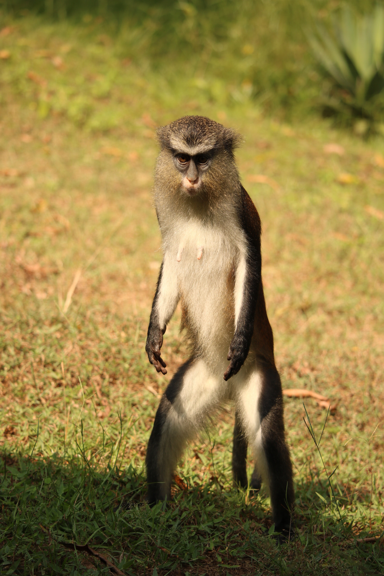 Canon EF-S 55-250mm F4-5.6 IS STM sample photo. West african monkey specie photography