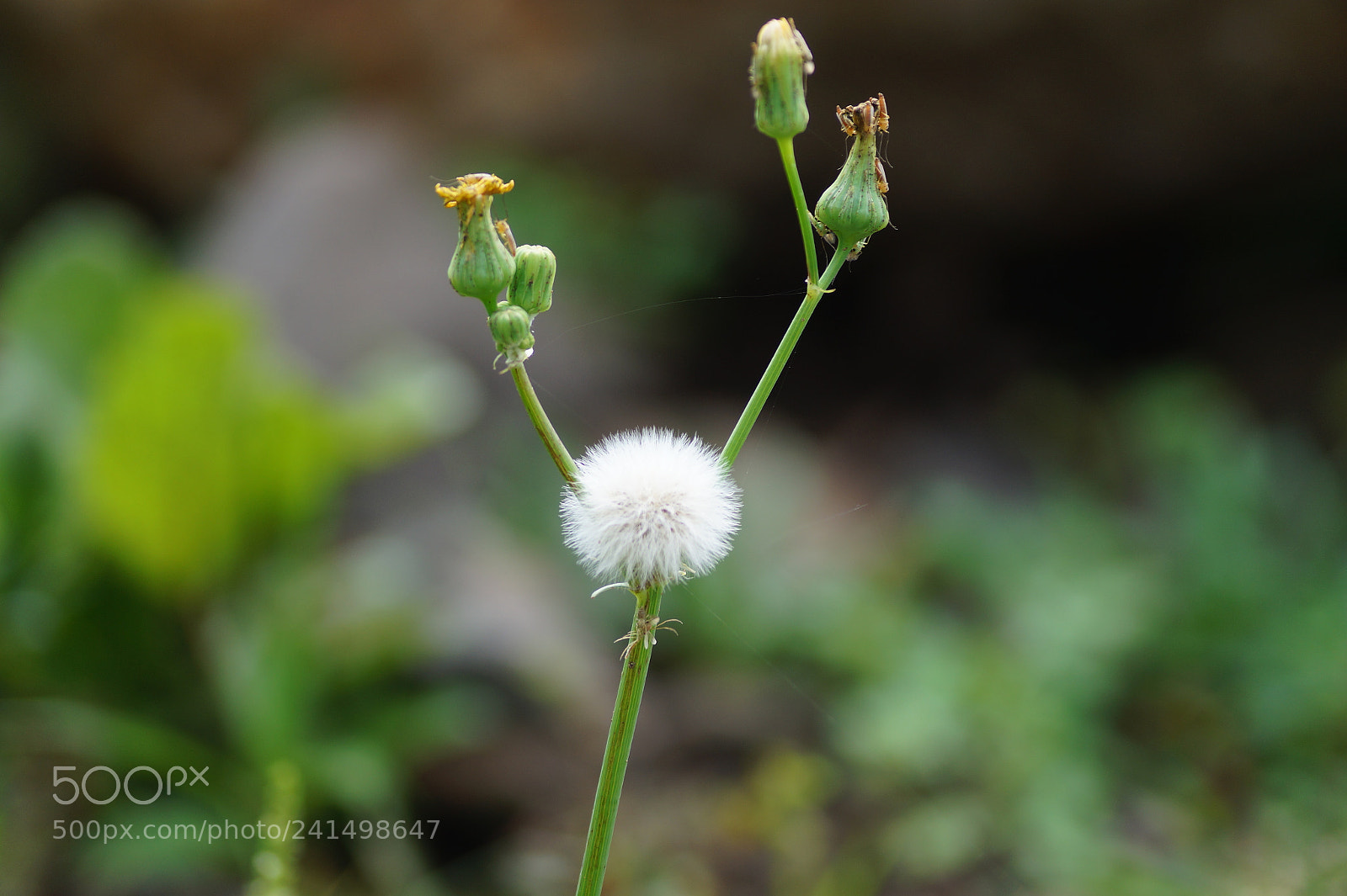 Sony DT 55-200mm F4-5.6 SAM sample photo. Untitled photography
