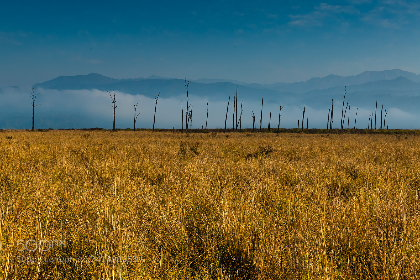 Nikon D850 sample photo. Grass lands of jim photography