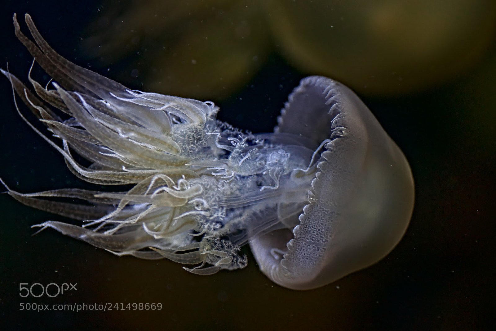 Sony Alpha DSLR-A450 sample photo. Nausicaa boulogne sur mer photography