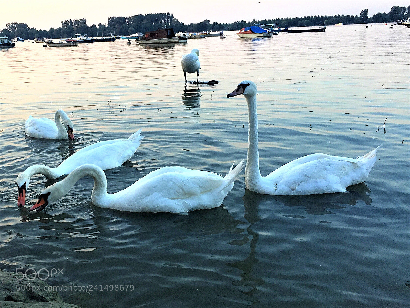 Apple iPhone 6 sample photo. Swans photography