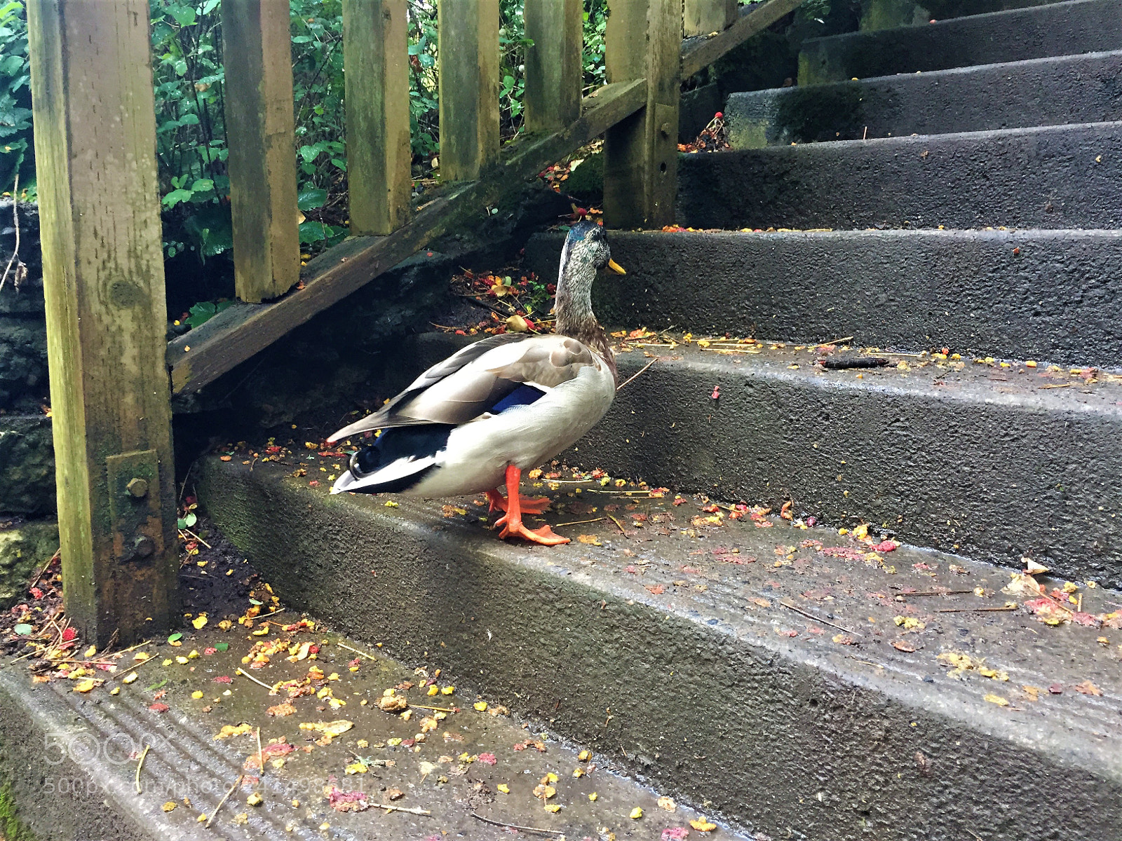 Apple iPhone 6 sample photo. Duck photography