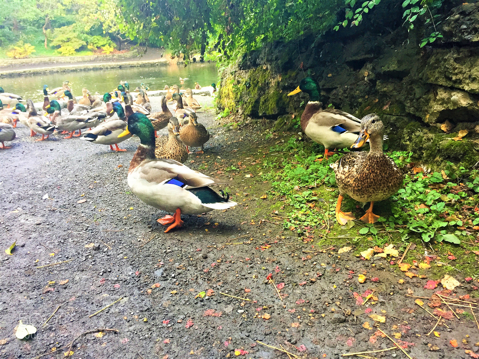 Apple iPhone 6 sample photo. Ducks photography