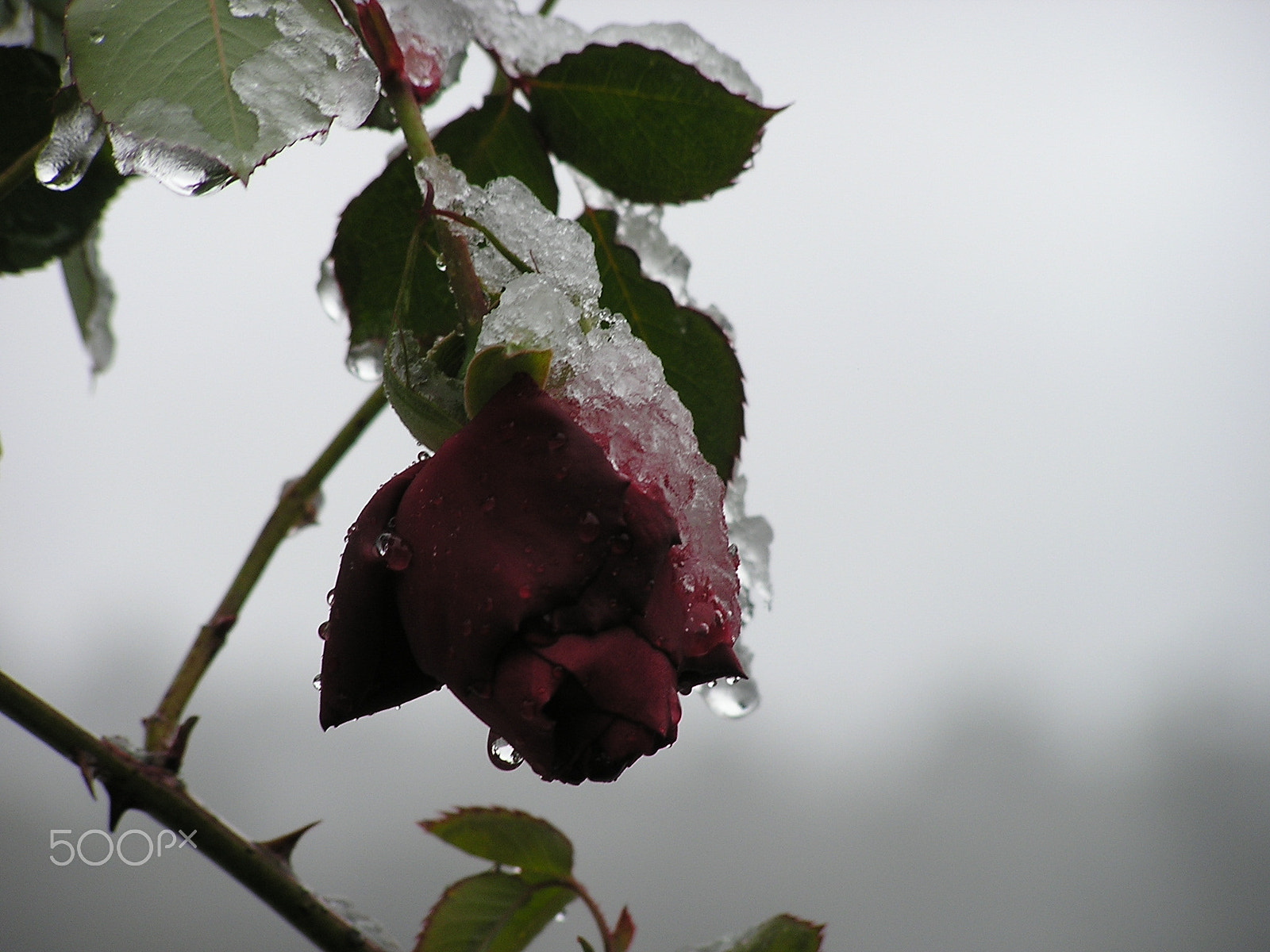 Olympus C740UZ sample photo. Snow on red rose bud photography