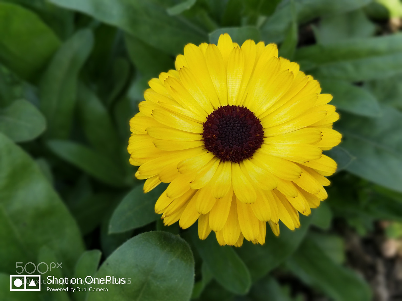 OnePlus 5 sample photo. Be brighter day by photography