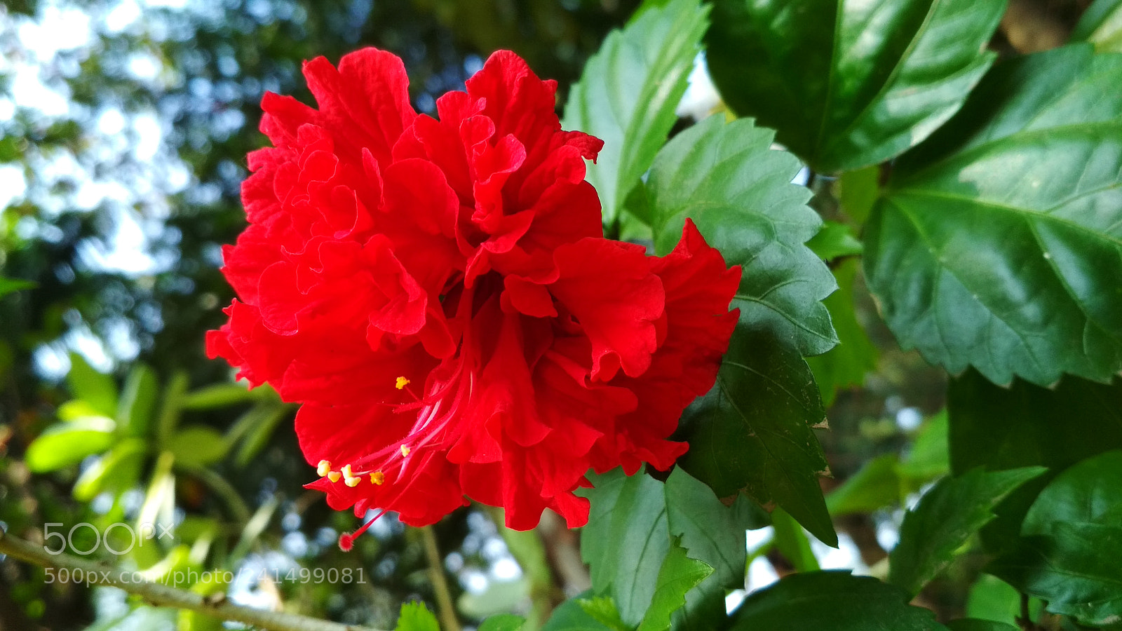 Xiaomi Redmi 4X sample photo. Untitled photography