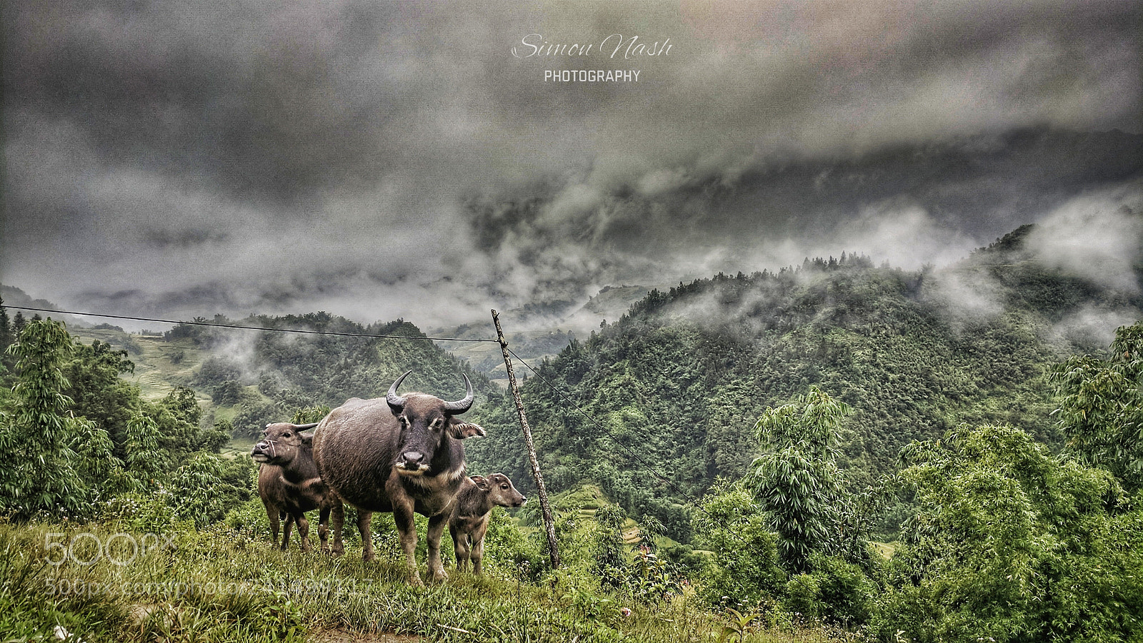 Google Pixel XL sample photo. Water buffalo photography