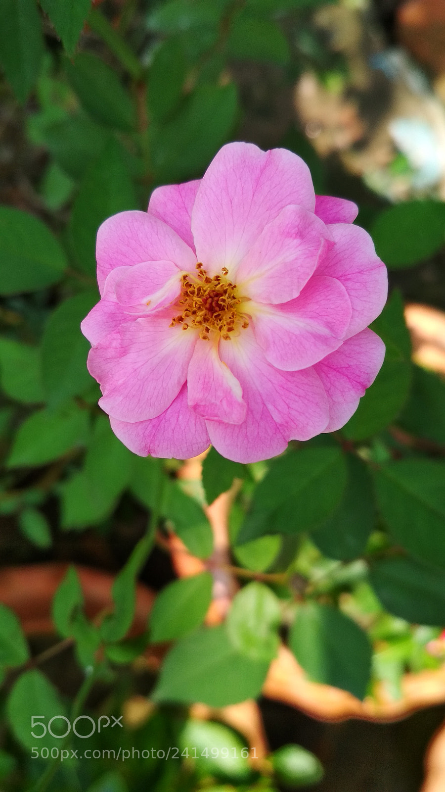 Xiaomi Redmi 4X sample photo. Untitled photography