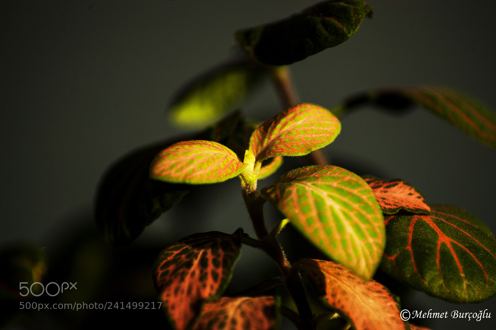 Nikon D100 sample photo. Macro flower photography