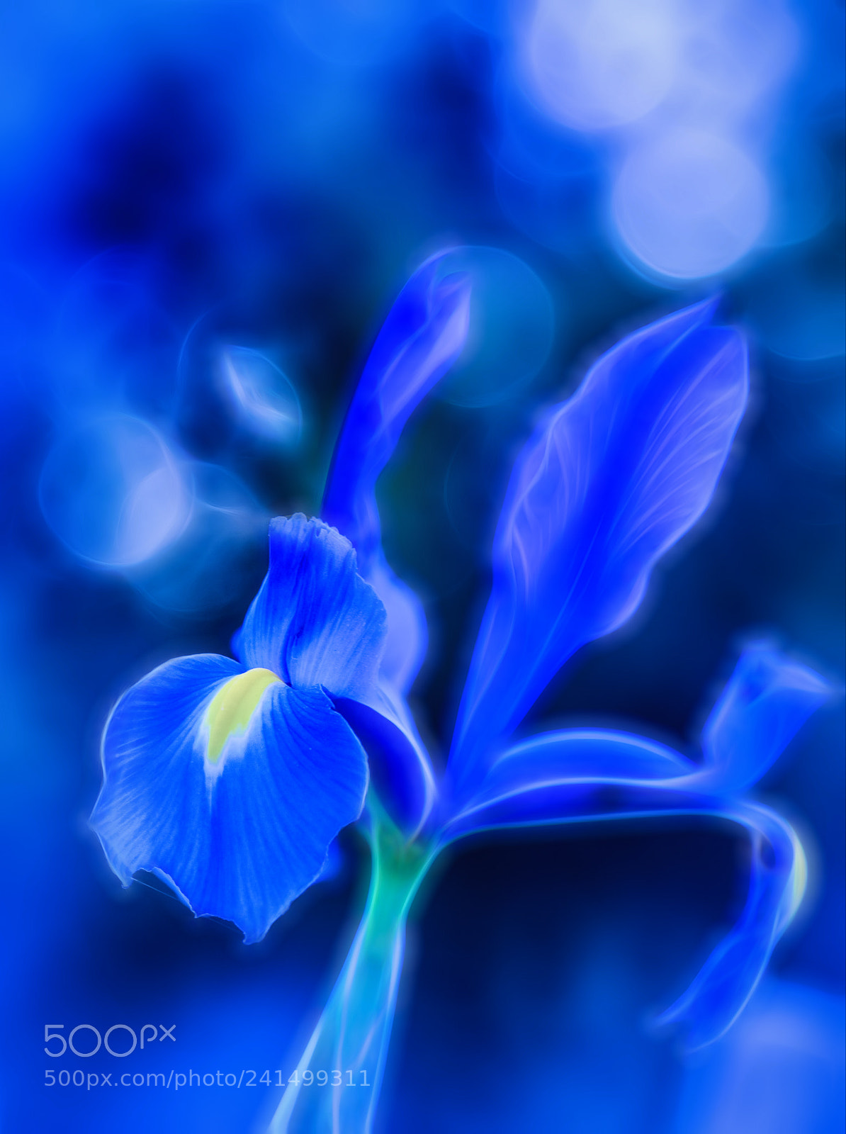 Nikon D810 sample photo. Blue mood photography