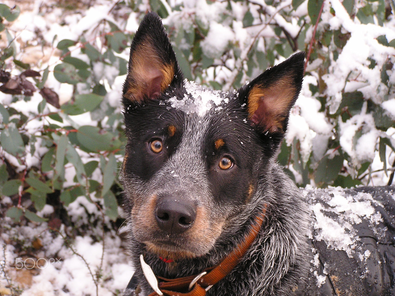 Olympus C740UZ sample photo. Australian cattle dog "dargo" in the snow photography