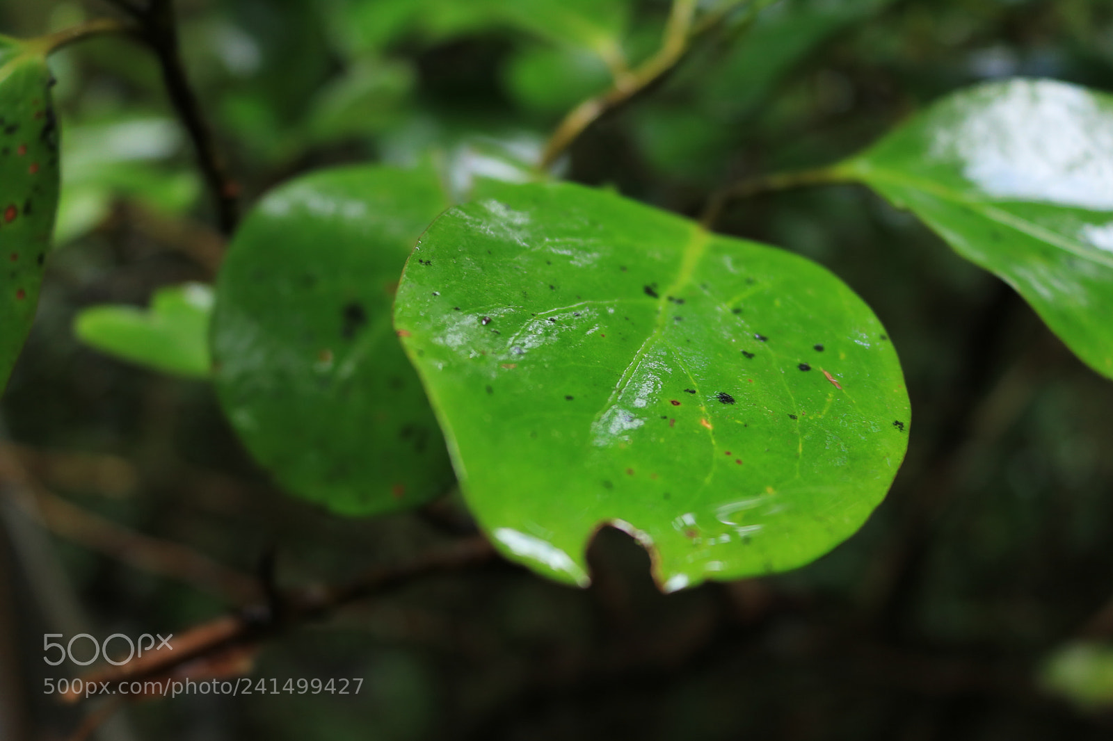 Canon EOS 750D (EOS Rebel T6i / EOS Kiss X8i) sample photo. Lush photography