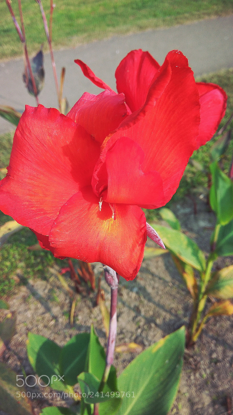 Xiaomi Redmi Note3 sample photo. Beauty of a graden photography