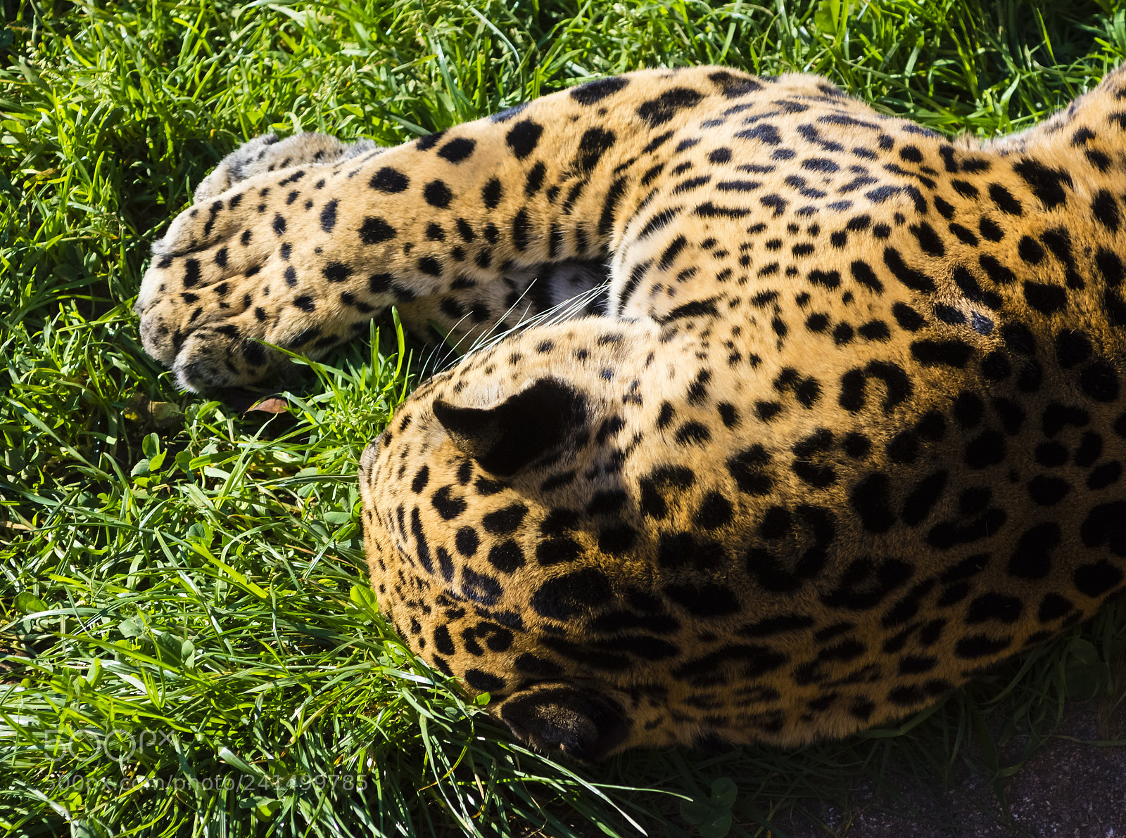 Nikon D7200 sample photo. Hobbes photography