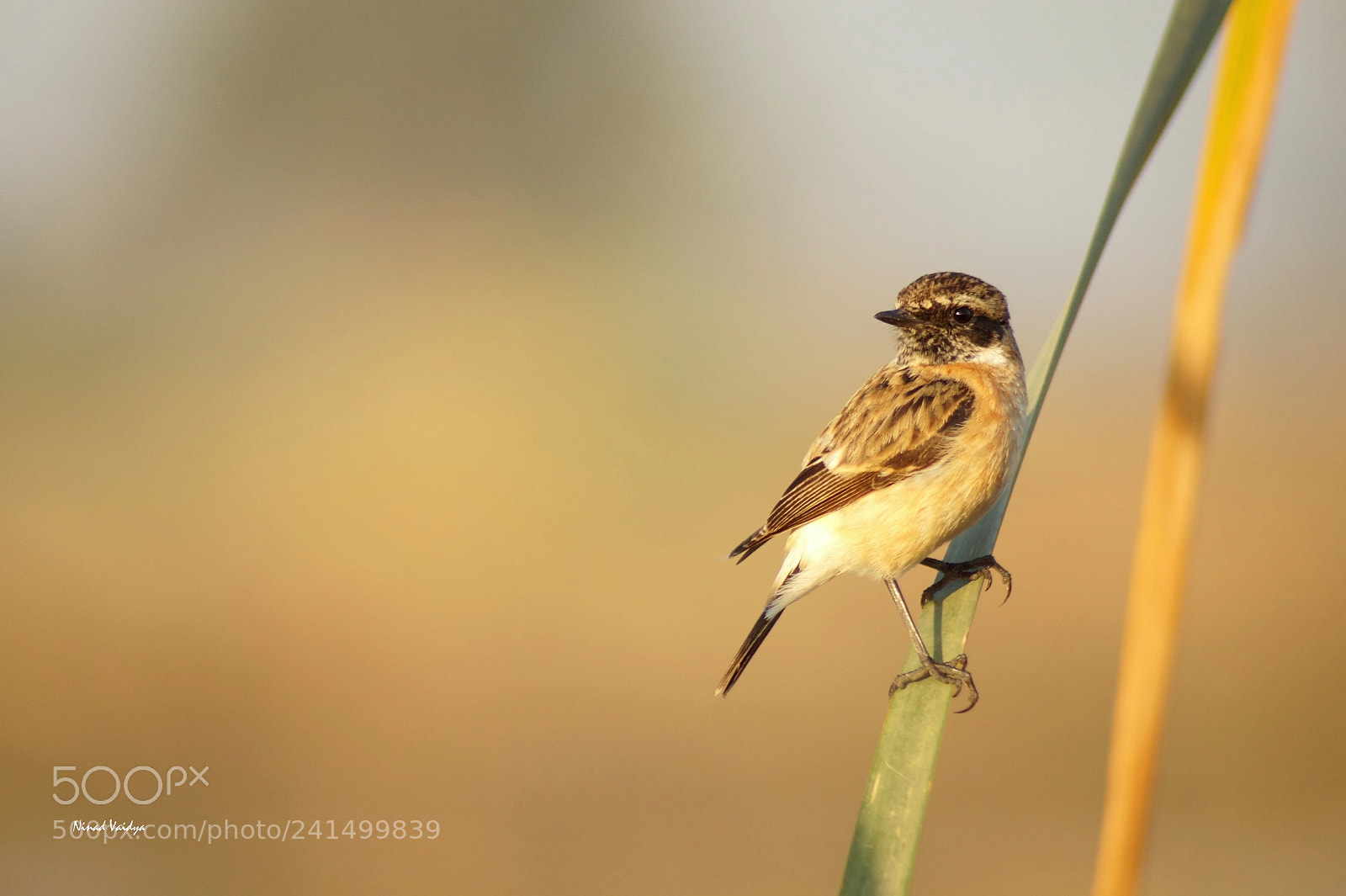 Sony SLT-A58 sample photo. Stonechat photography