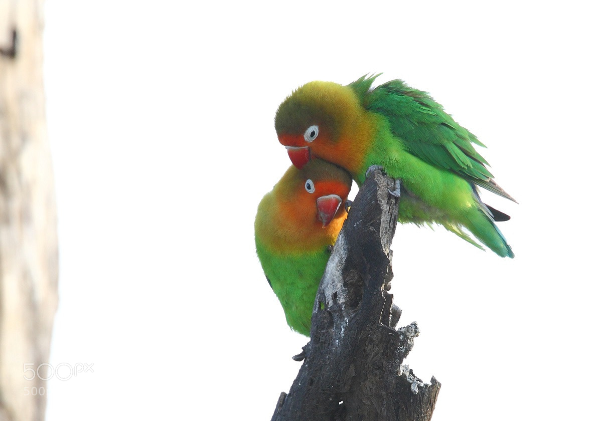 Canon EOS-1D Mark III sample photo. Fischer s lovebird serengeti photography