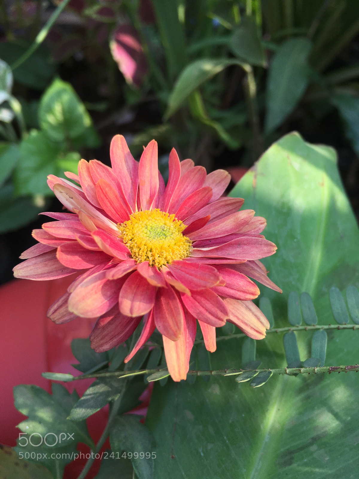 Apple iPhone SE sample photo. By me :) iphone se photography