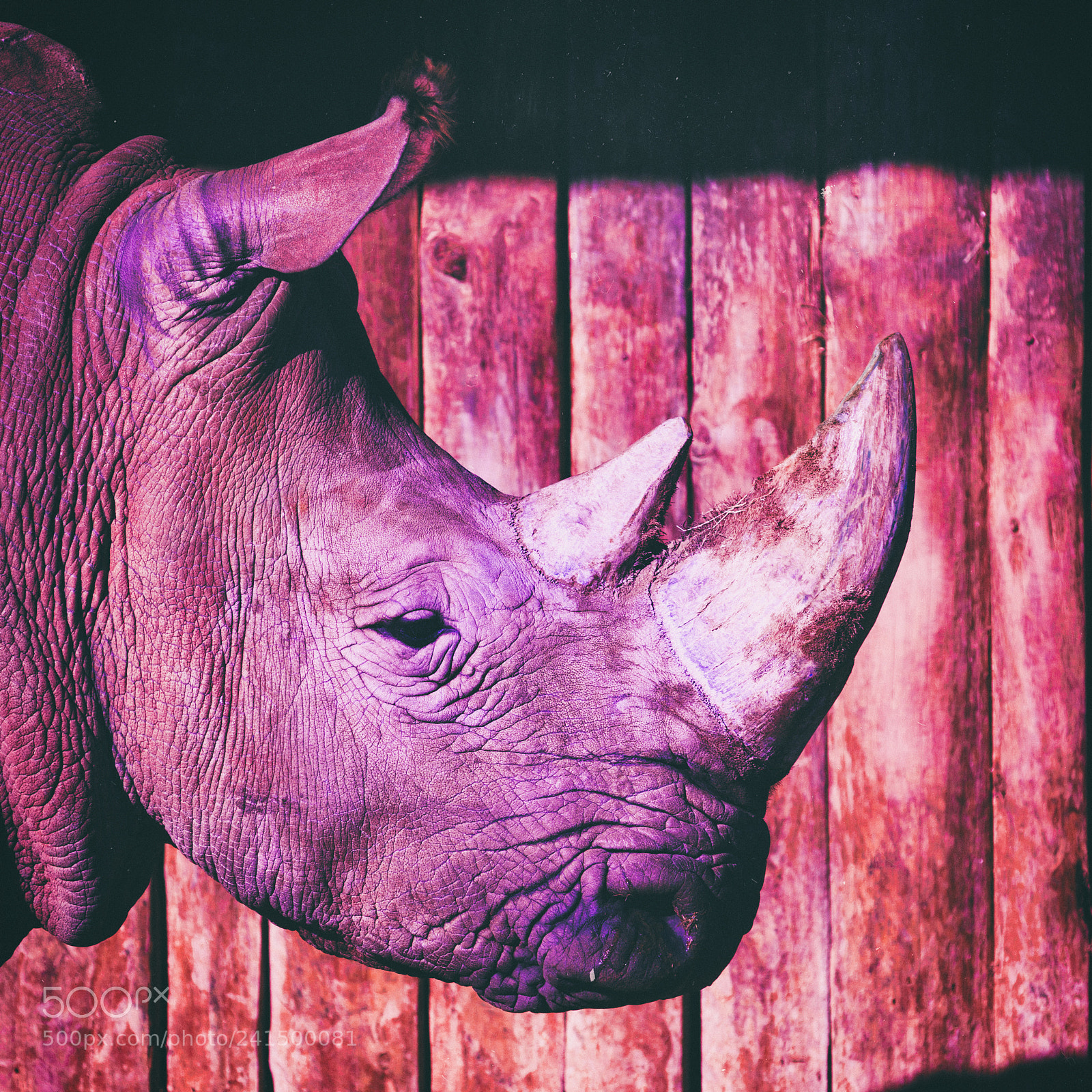 Nikon D7200 sample photo. Rhino photography