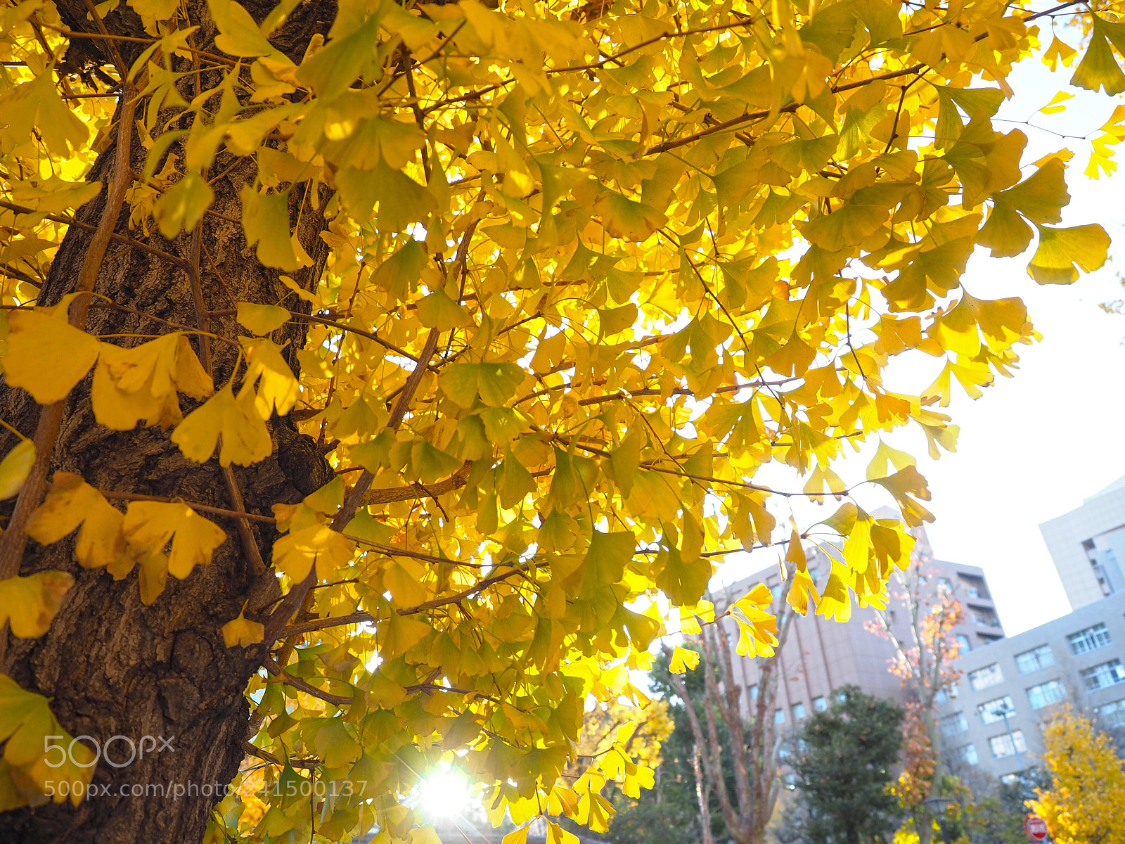 Olympus OM-D E-M10 sample photo. Ginko photography
