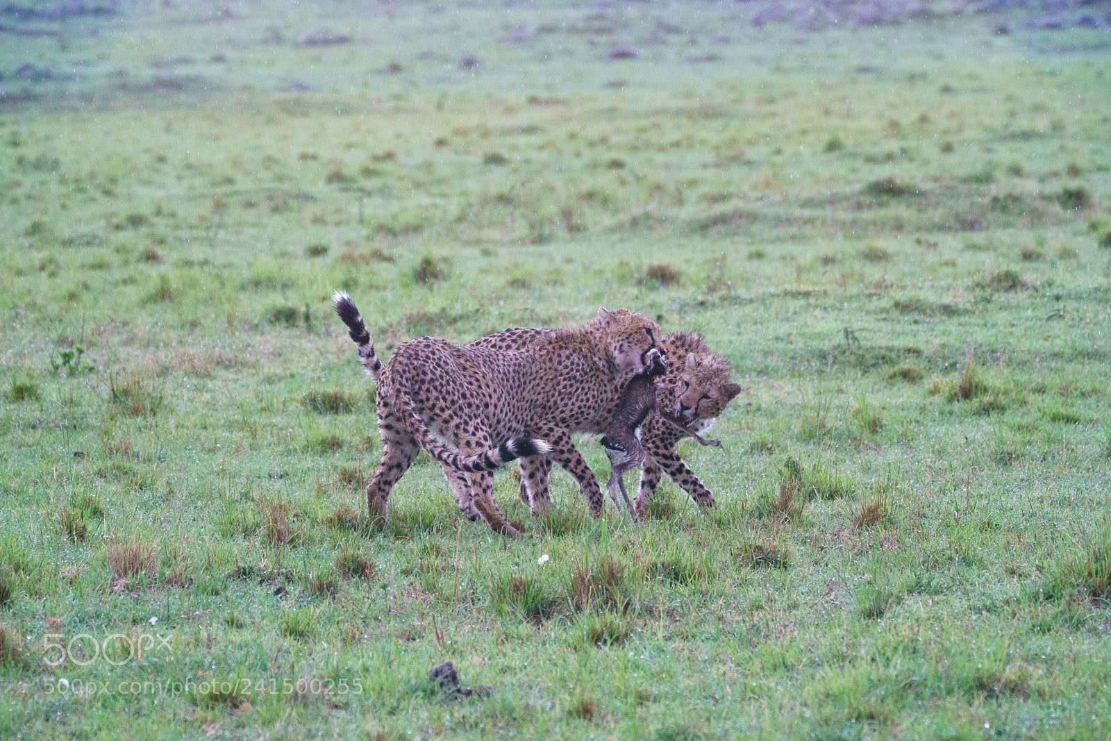 Sony a9 sample photo. Successful hunting photography