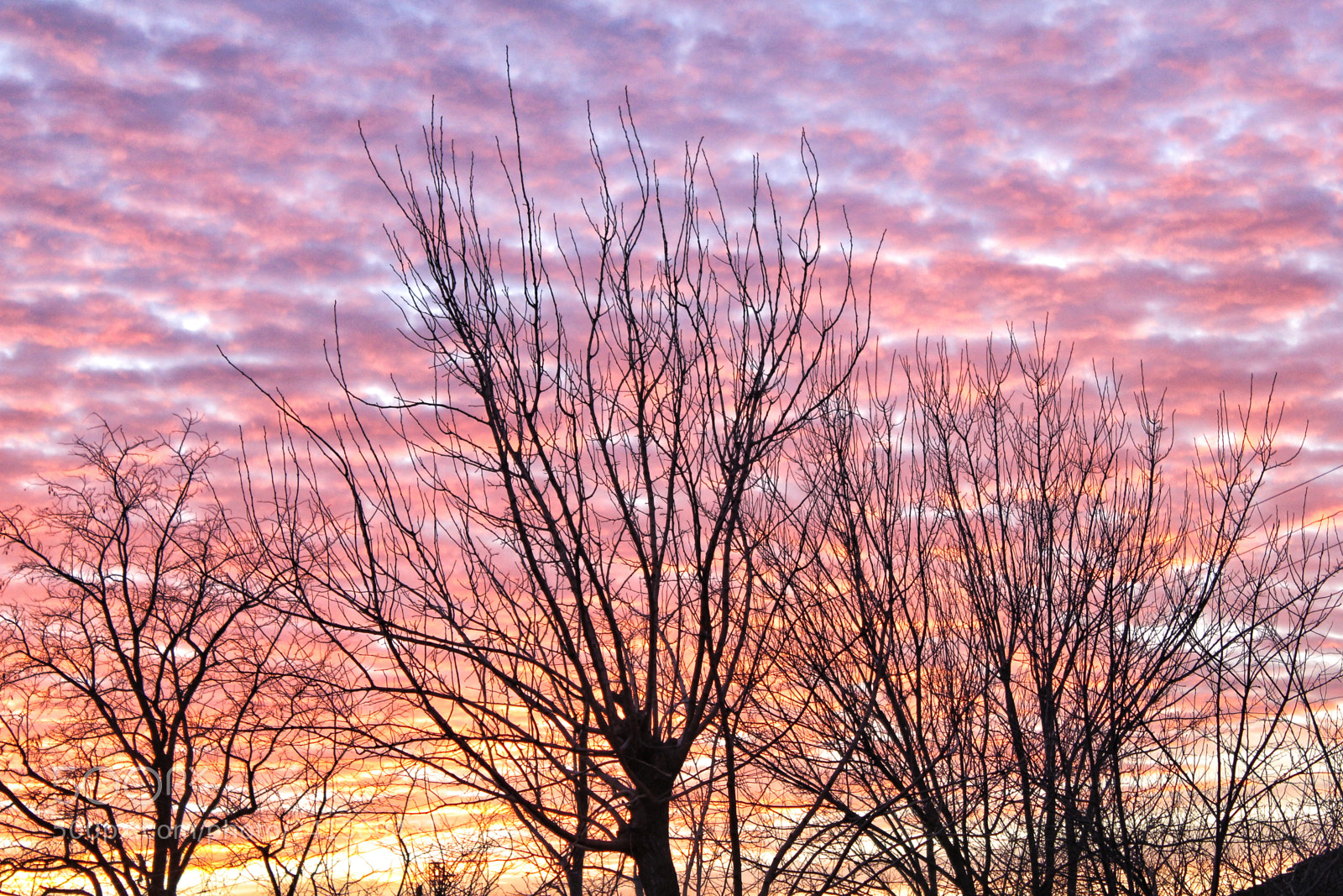 Canon EOS 550D (EOS Rebel T2i / EOS Kiss X4) sample photo. Dead tree photography
