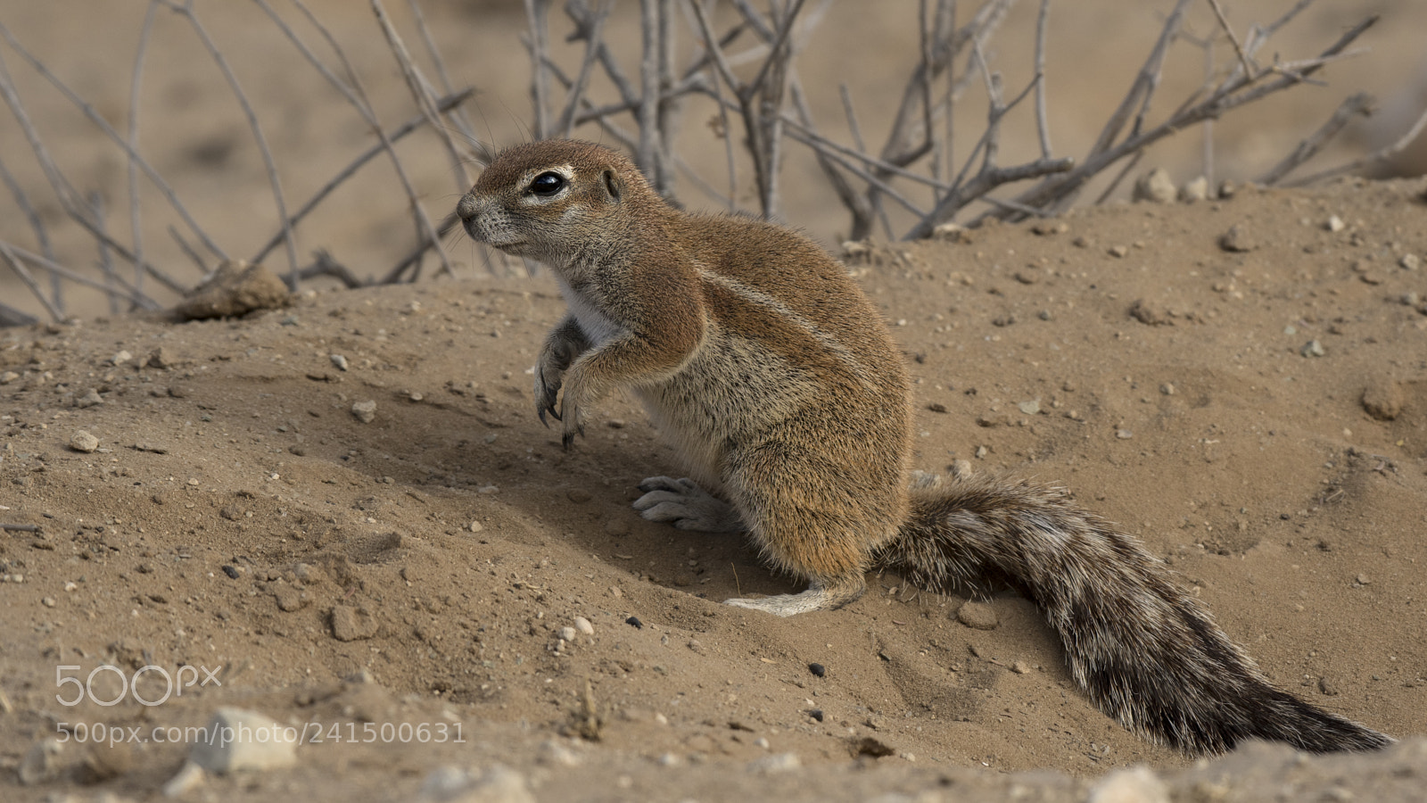Nikon D500 sample photo. Squirrel i :-) photography