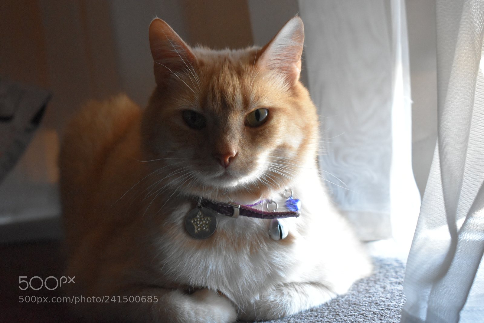 Nikon D5600 sample photo. 43°c photography