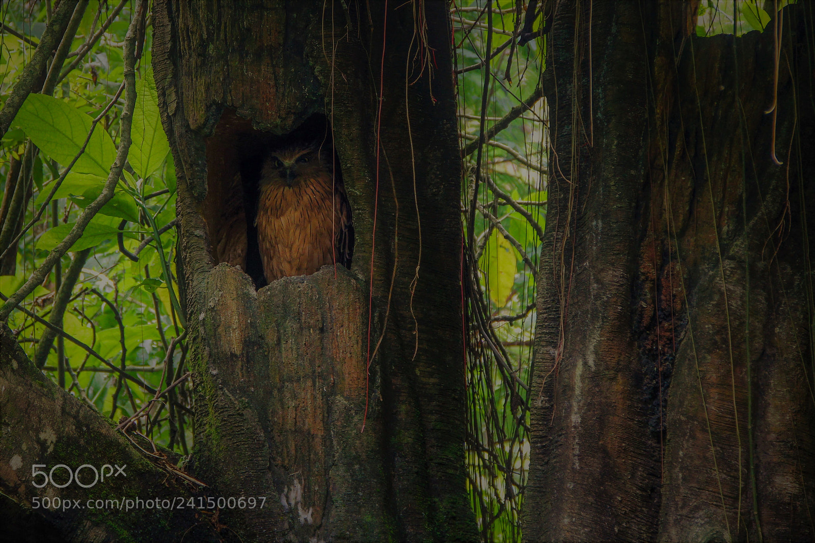Canon EOS 60D sample photo. The owl photography