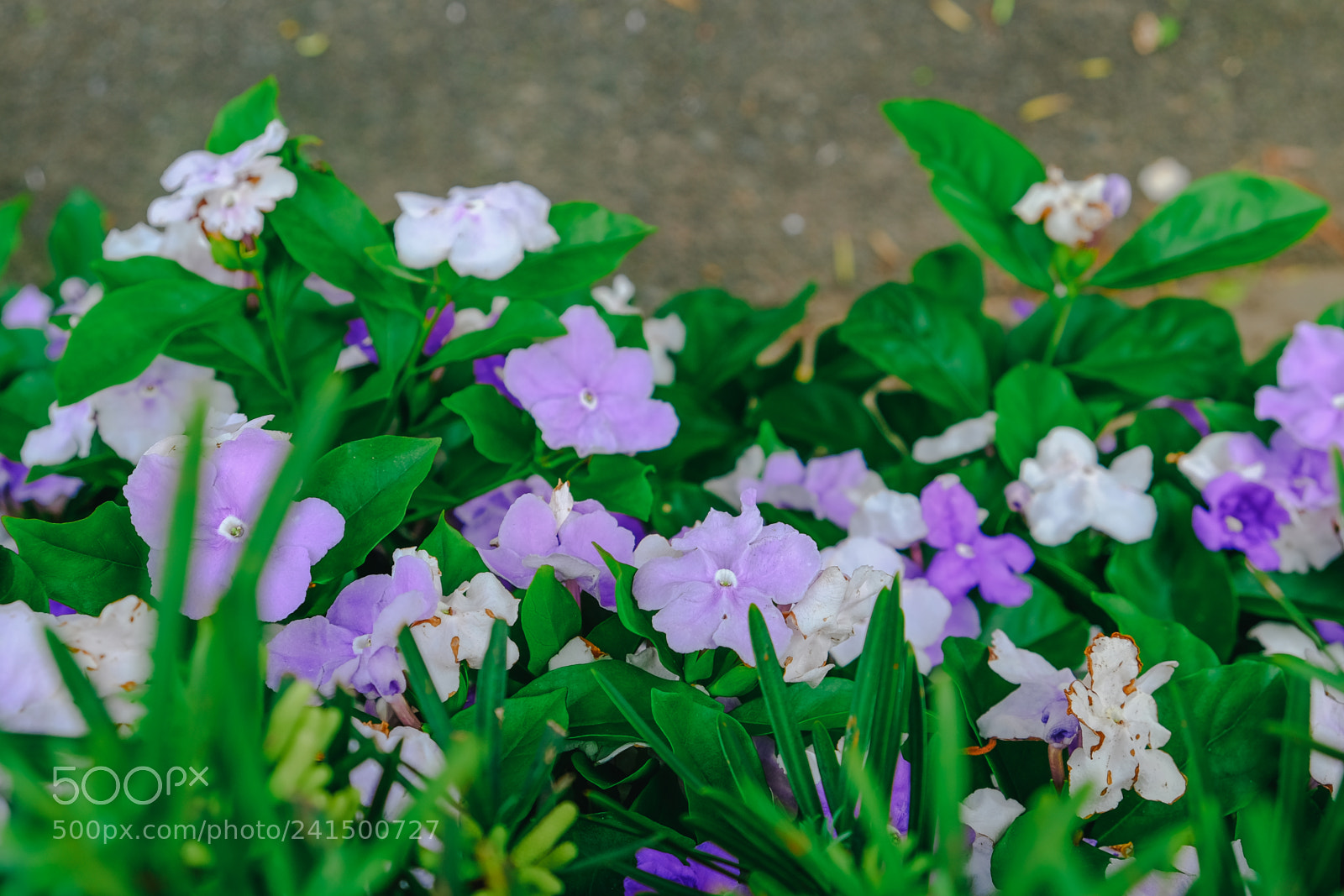 Fujifilm X-T10 sample photo. Dscf photography