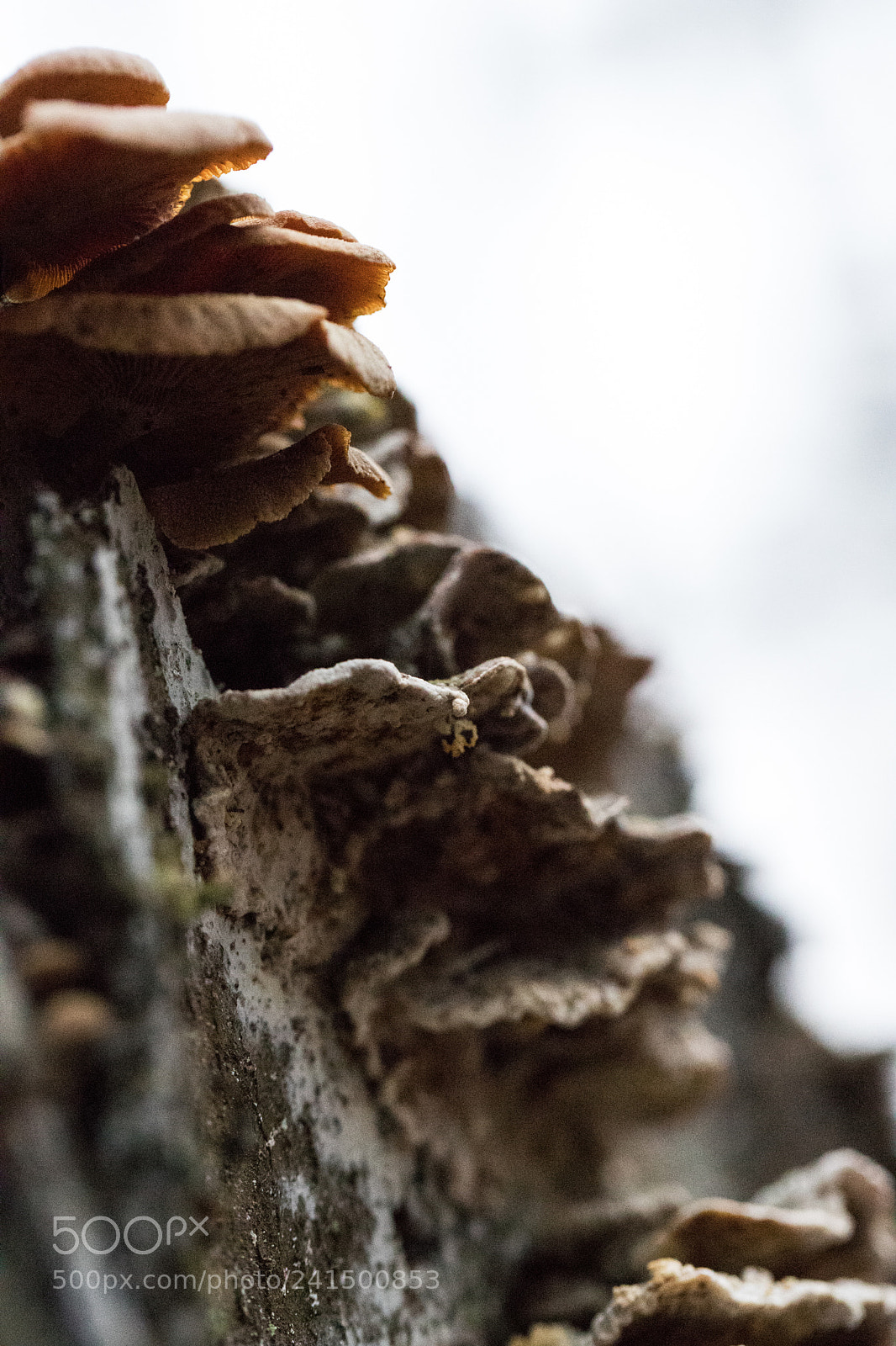 Canon EOS 6D Mark II sample photo. Vertical life photography