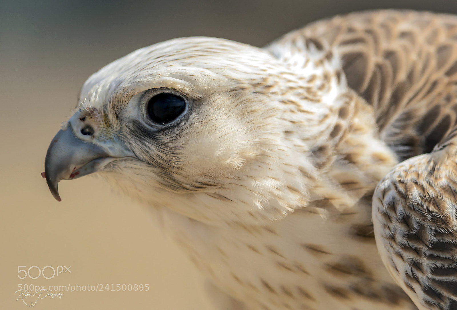 Canon EOS-1D X Mark II sample photo. Arabian falcon ! photography